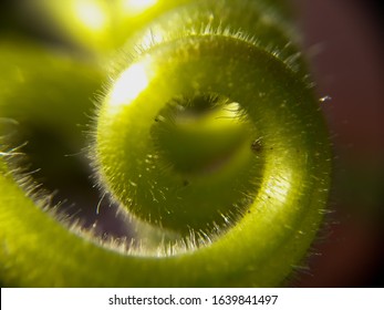 Pumpkin vine tendril close up in a circular way ,background texture, biology, botany