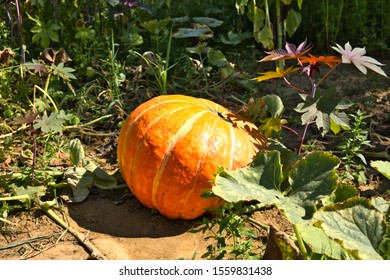 Pumpkin, Yellow And Orange Coloration Growing Amongst Vegtables. Bright Orange Squash Ready For Harvest. 