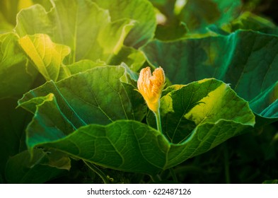 Pumpkin Young Flowers Of Creepers On The Background Of Green Leaves In A Light Atmosphere.Cucurbita Moschata Decne.Pumpkin Is A Vine Vine To The Soil With A Hand To Hold The Stalks.