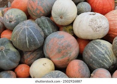 Тыква, Кабак,  Осень, Урожай, Pumpkin, Zucchini, Autumn, Harvest - Powered by Shutterstock