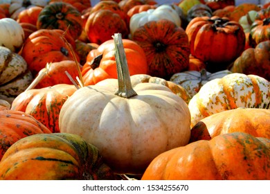 Pumpking Patch in San Francisco