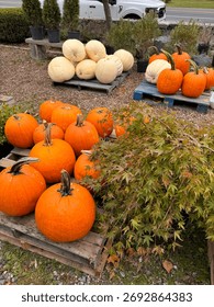 #PumpkinPatch #PumpkinSpiceEverything #JackOLantern #PumpkinObsessed #PumpkinDecor #FallDecor #CozyHome #HarvestDecor #RusticFall #FallInspiration
#PumpkinSpiceLatte #FallBaking #AutumnEats #CozyDrink