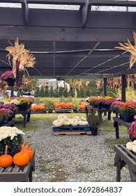 #PumpkinPatch #PumpkinSpiceEverything #JackOLantern #PumpkinObsessed #PumpkinDecor #FallDecor #CozyHome #HarvestDecor #RusticFall #FallInspiration
#PumpkinSpiceLatte #FallBaking #AutumnEats #CozyDrink