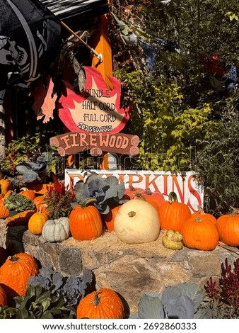 #PumpkinPatch #PumpkinSpiceEverything #JackOLantern #PumpkinObsessed #PumpkinDecor #FallDecor #CozyHome #HarvestDecor #RusticFall #FallInspiration
#HelloFall #FallVibes #AutumnVibes #CozySeason 