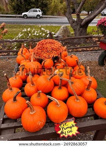 #PumpkinPatch #PumpkinSpiceEverything #JackOLantern #PumpkinObsessed #PumpkinDecor #FallDecor #CozyHome #HarvestDecor #RusticFall #FallInspiration
#PumpkinSpiceLatte #FallBaking #AutumnEats #CozyDrink