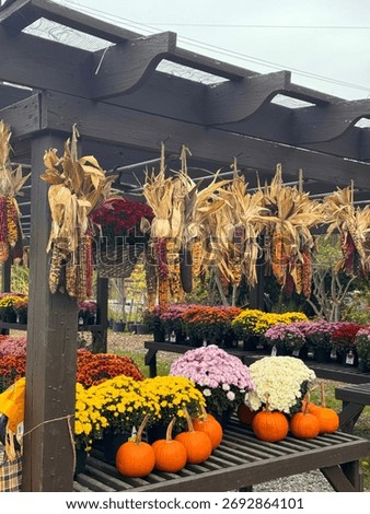 #PumpkinPatch #PumpkinSpiceEverything #JackOLantern #PumpkinObsessed #PumpkinDecor #FallDecor #CozyHome #HarvestDecor #RusticFall #FallInspiration
#PumpkinSpiceLatte #FallBaking #AutumnEats #CozyDrink