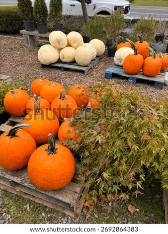 #PumpkinPatch #PumpkinSpiceEverything #JackOLantern #PumpkinObsessed #PumpkinDecor #FallDecor #CozyHome #HarvestDecor #RusticFall #FallInspiration
#PumpkinSpiceLatte #FallBaking #AutumnEats #CozyDrink