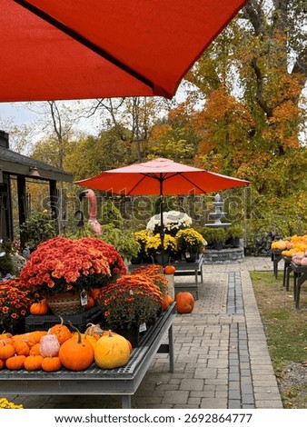 #PumpkinPatch #PumpkinSpiceEverything #JackOLantern #PumpkinObsessed #PumpkinDecor #FallDecor #CozyHome #HarvestDecor #RusticFall #FallInspiration
#PumpkinSpiceLatte #FallBaking #AutumnEats #CozyDrink