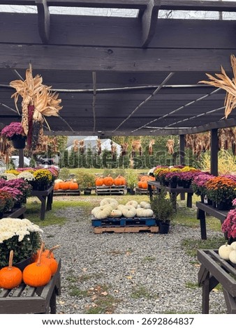 #PumpkinPatch #PumpkinSpiceEverything #JackOLantern #PumpkinObsessed #PumpkinDecor #FallDecor #CozyHome #HarvestDecor #RusticFall #FallInspiration
#PumpkinSpiceLatte #FallBaking #AutumnEats #CozyDrink