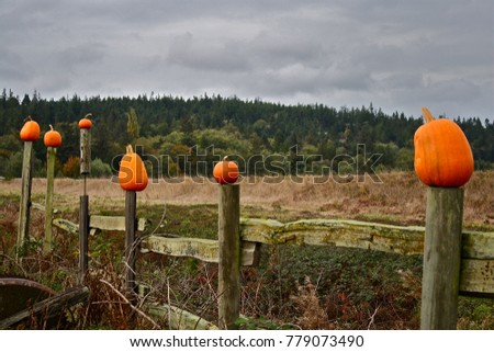Pumpkinpatch in Seattle