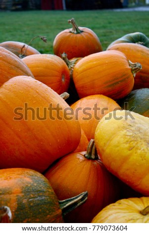 Pumpkinpatch in Seattle