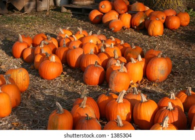 pumpkins