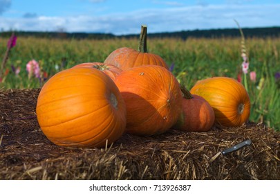 pumpkins