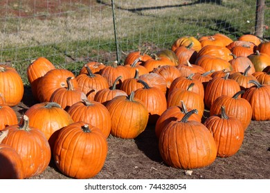 Pumpkins