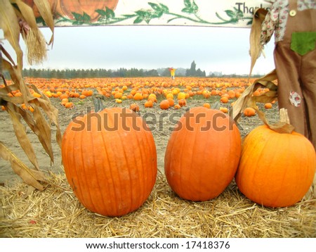           Pumpkins