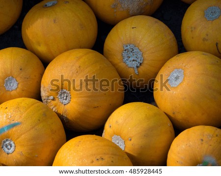 pumpkins