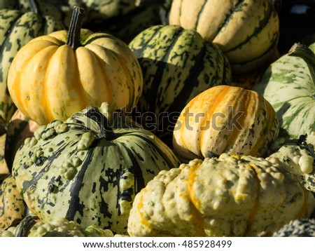 pumpkins