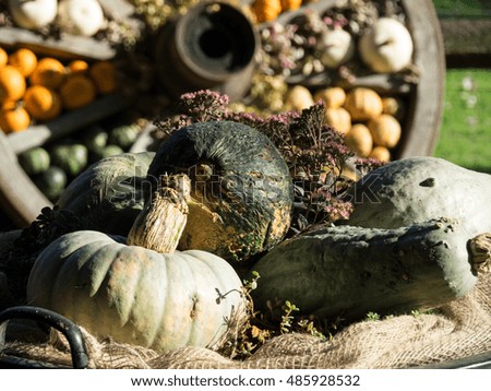 pumpkins
