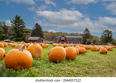Pumpkins arranged on grass field in front of old red barn and corn stalks under blue cloudy sky for fun fall family activity