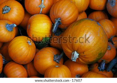 Pumpkins of assorted sizes