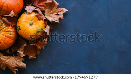Pumpkins and autumn maple leaves on dark blue background. Autumn vegetables. Thanksgiving day concept. Copy space.