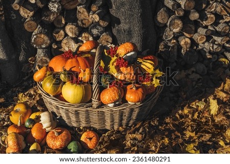 Pumpkins in a basket autumn composition. Various pumpkins and squash, maple leaves, red berries in wicker basket. Autumn harvest. Organic farm vegetables. Thanksgiving day concept.