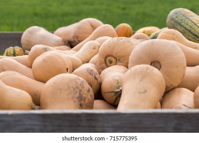 A Lot Of Pumpkins - Butternut Pumpkin