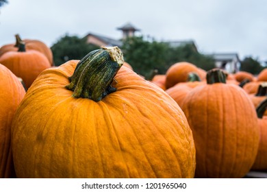 pumpkins close up