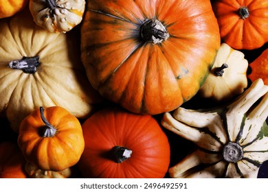 a lot of pumpkins close up