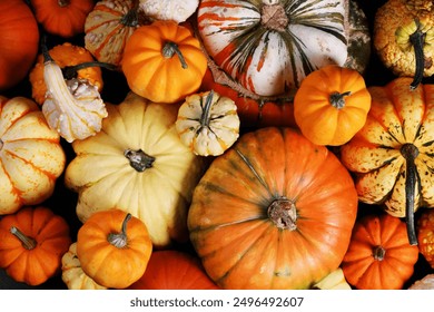 a lot of pumpkins close up - Powered by Shutterstock