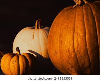 Pumpkins close up view, orange and white pumpkins on the dark background, Three different sized pumpkins - Powered by Shutterstock