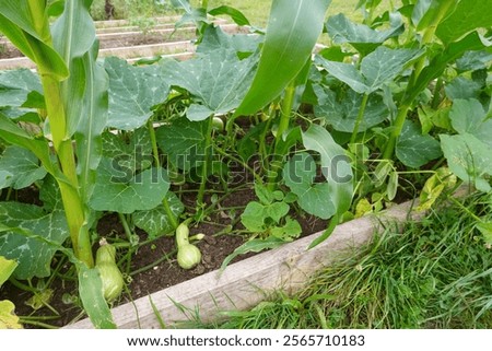 Pumpkins and corn growing together in a raised garden bed, illustrating companion planting
