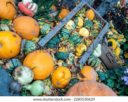 Pumpkins of different shapes, sizes and colors left in a pit to naturally decompose, along with other organic vegetable matter. The resultant product can be used as an organic fertilizer.