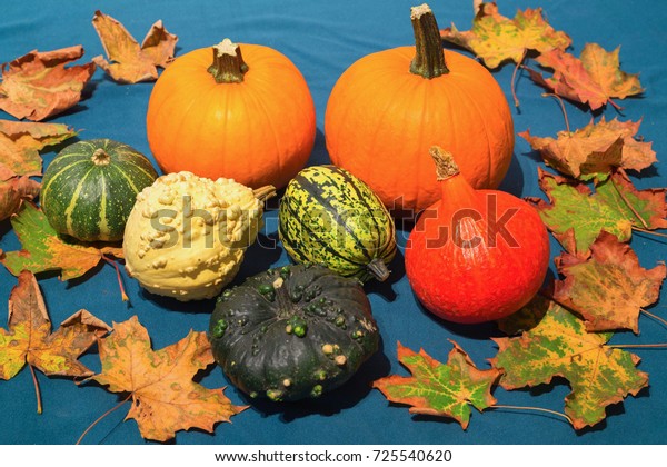 Pumpkins Different Typesgood Eat Decorative Stock Photo Edit Now