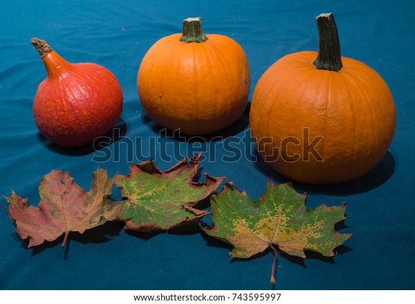 Pumpkins Different Typesgood Eat Decorative Place Stock Photo