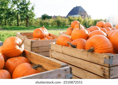 Pumpkins farm. Autumn harvest on local market for Halloween. Beautiful fall season. Homegrown organic eco-friendly food, vegetables from rural family garden in wooden boxes in sunny backyard - Powered by Shutterstock