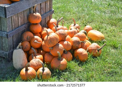 Pumpkins At A Farm Stand 