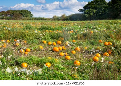 Pumpkins in the field