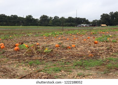 Pumpkins in a field