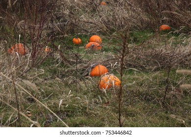 Pumpkins in a field