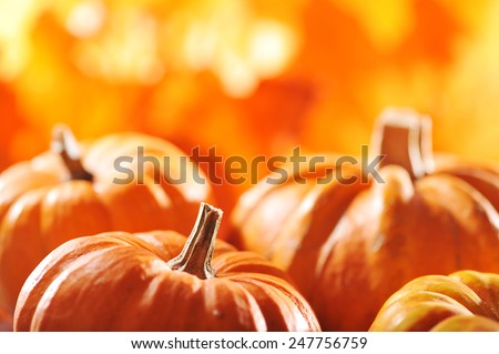 pumpkins in front of highlighted orange oak leaves