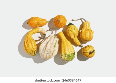 Pumpkins, gourds, squashes, patissons of different shapes and colors top view pattern, sunlight shadow. Autumn flat lay composition with ornamental pumpkins, minimal style, overview trend photo - Powered by Shutterstock