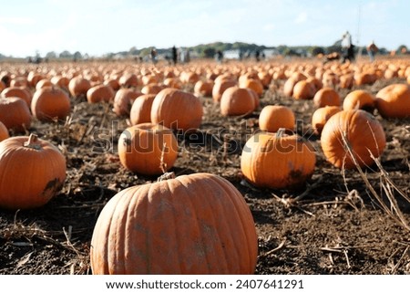 Pumpkins growing in a field at a 'pick your own pumpkin' event for Halloween in Kent, UK, with blurred images of people in the background