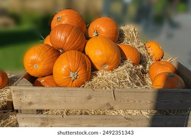 Pumpkins Halloween Decoration, Squash Farm, Orange Thanksgiving Vegetables Pile on Grass, Autumn Loan with Pumpkins, Pumpkin Halloween Texture Background - Powered by Shutterstock