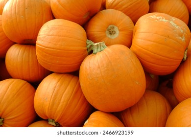 Pumpkins harvested crop squash orange yellow green multiple batch - Powered by Shutterstock