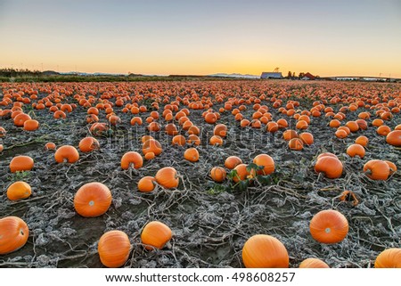 pumpkins harvesting in the field