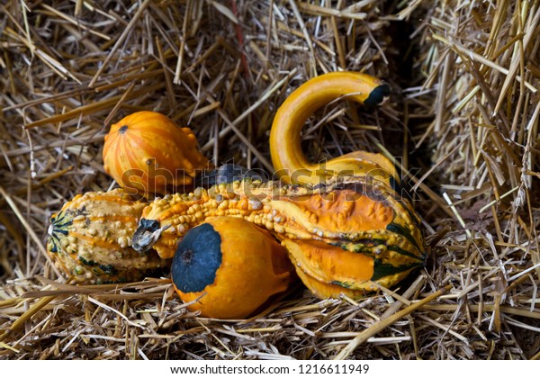 Pumpkins Hay Bales Often Used Decorate Stock Photo Edit Now