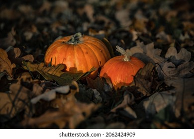 Pumpkins in the leaves in autumn - Shutterstock ID 2062424909