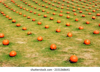 Pumpkins lined up on the grass, note  select focus with shallow depth of field	
