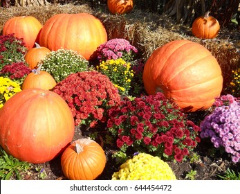 Pumpkins And Mums Autumn